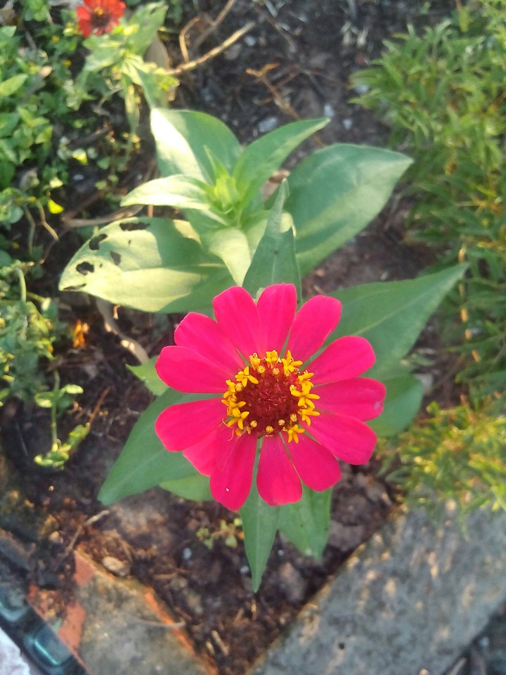 flowers