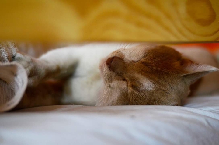 Кот