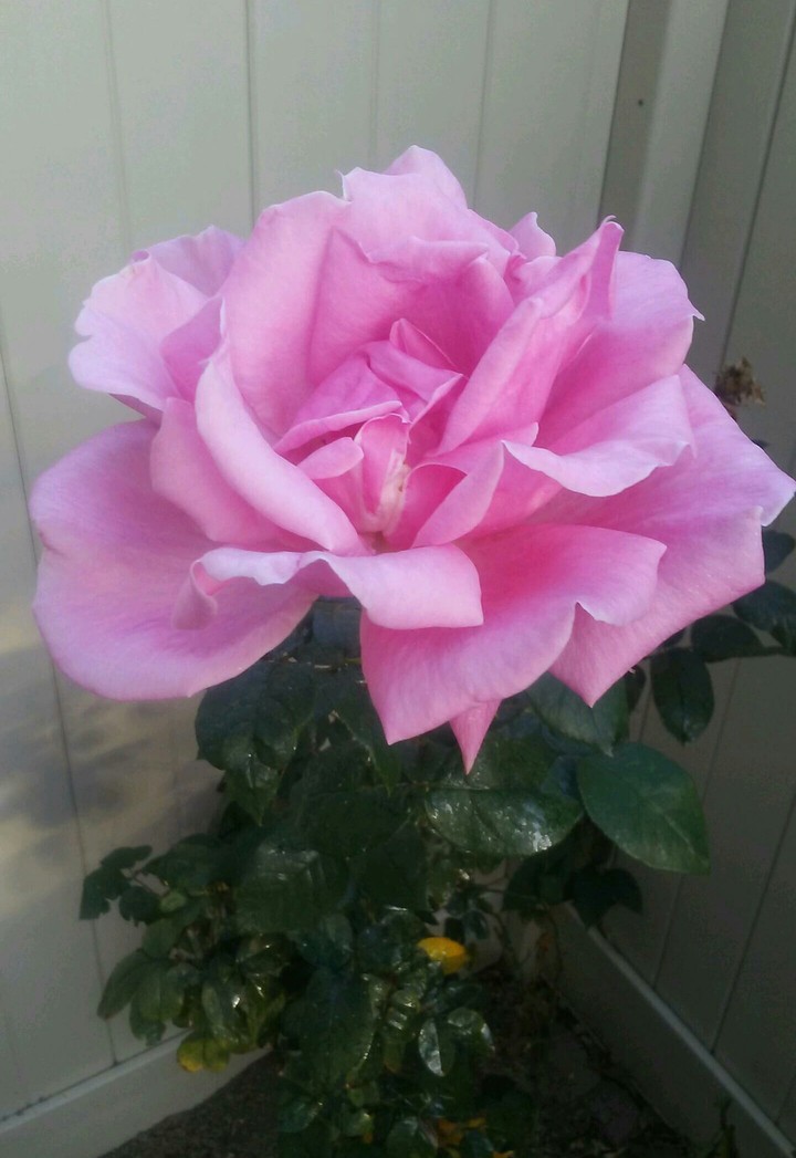Pretty pink long stem rose