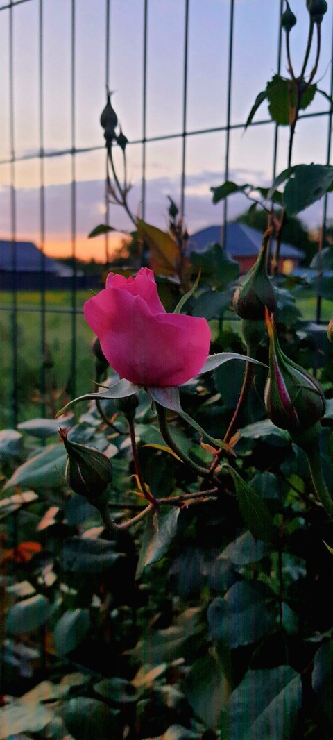 רקעים pink, spring