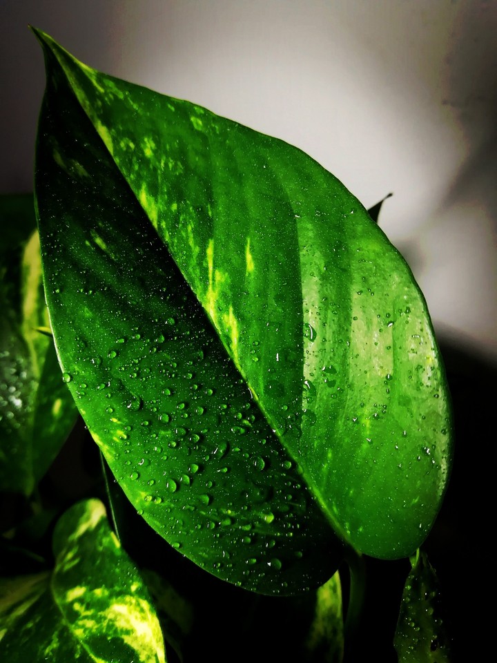 Dew-drops