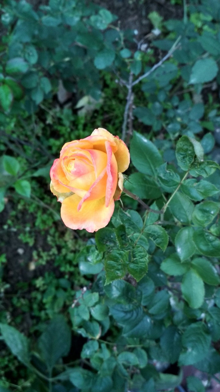 rose
