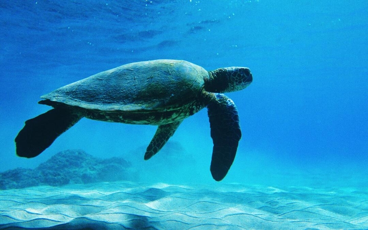 sea turtle