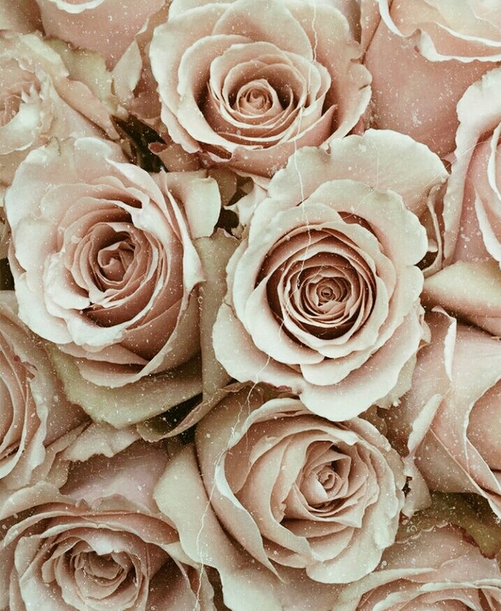 I'd rather have roses on my table than diamonds on my neck