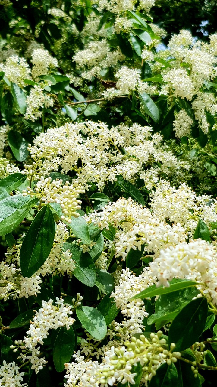 White privet flowers