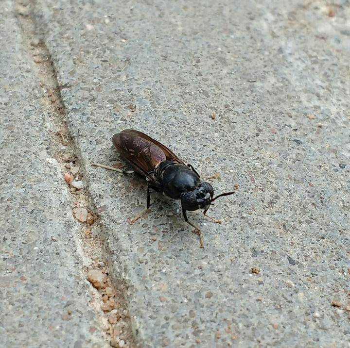 o! adventurous insect☺