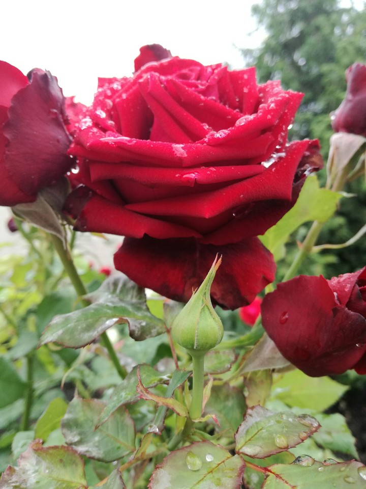 roses