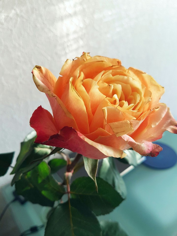 lively rose