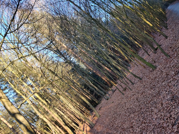 Wood