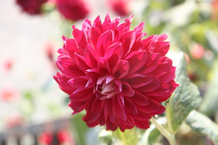 Beautiful Flower