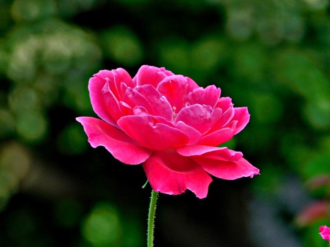 sweet rose
