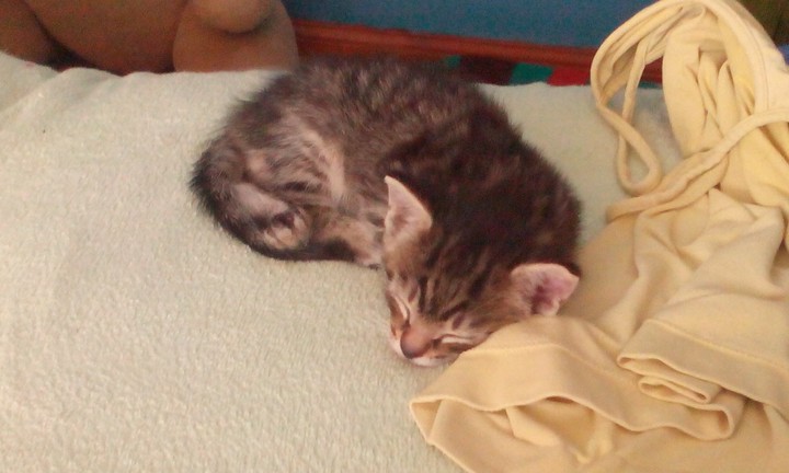 My sweet cat 2