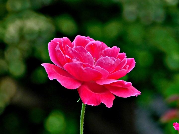sweet rose