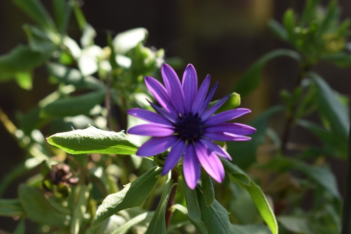 flower
