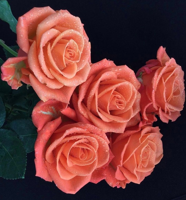 Roses
