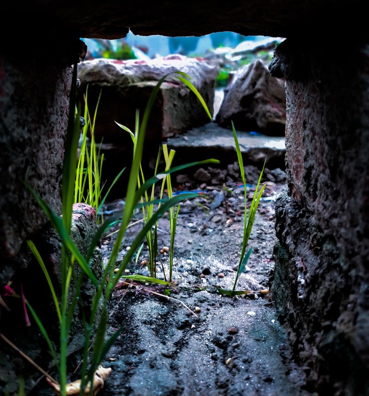 plant