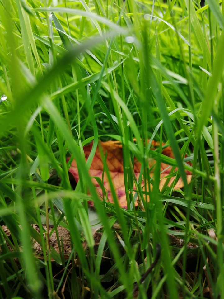 nature