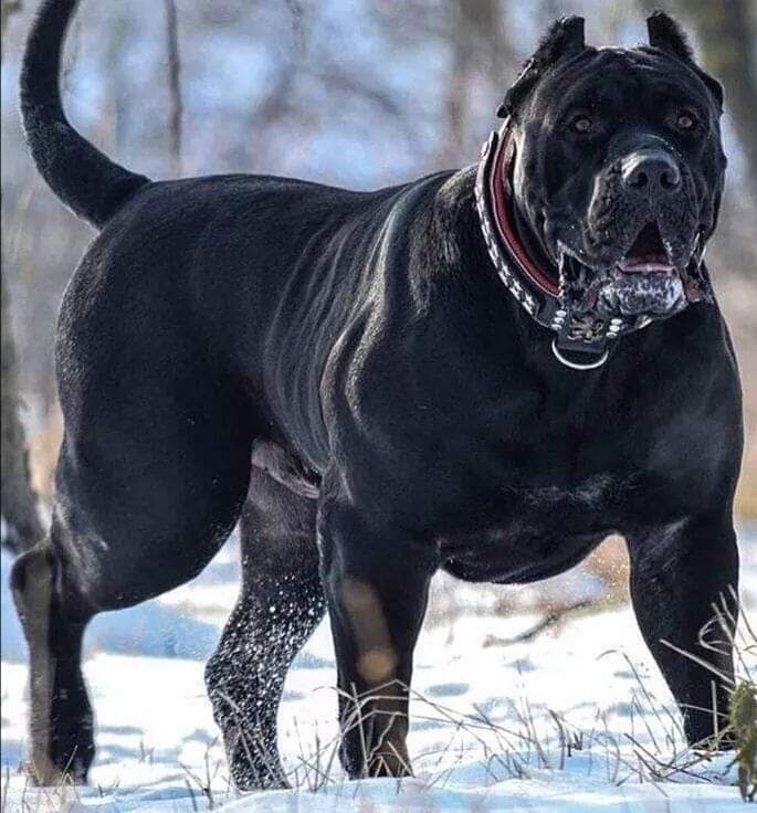 *