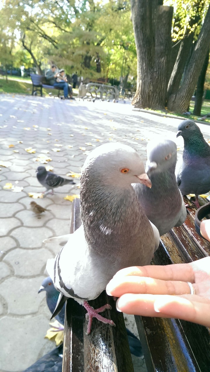 Un unexpected friend