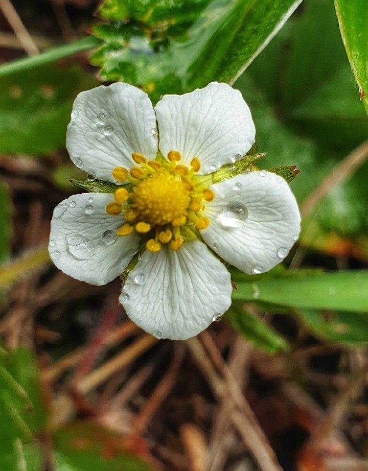 After rain