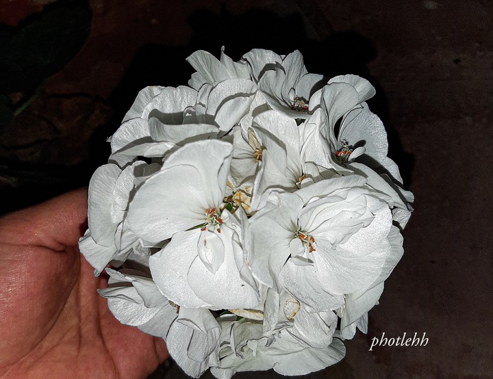 Flores