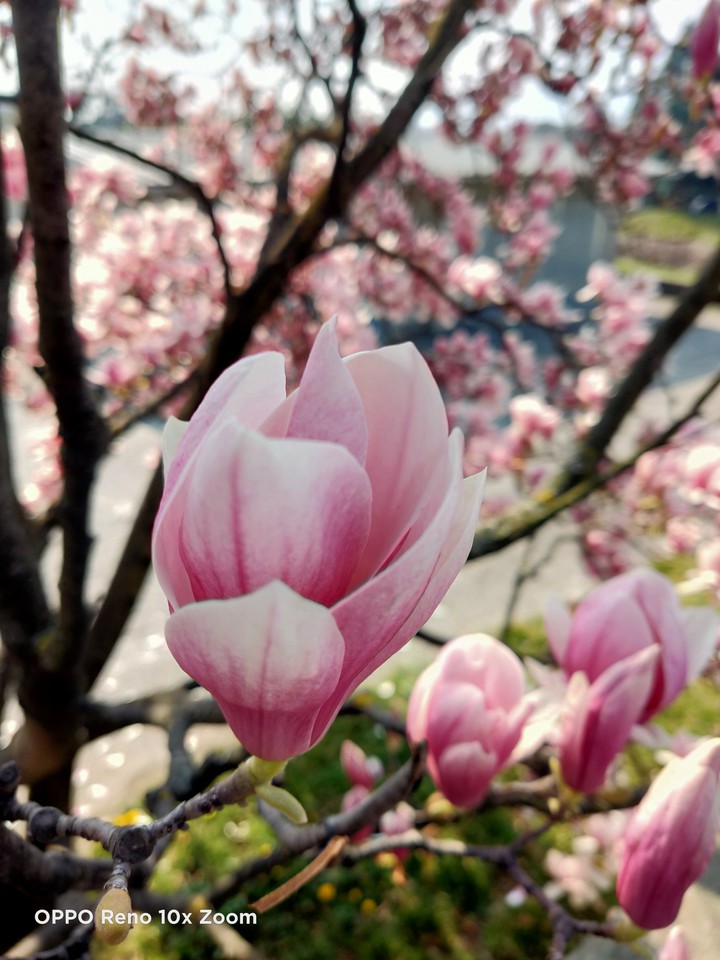 primavera