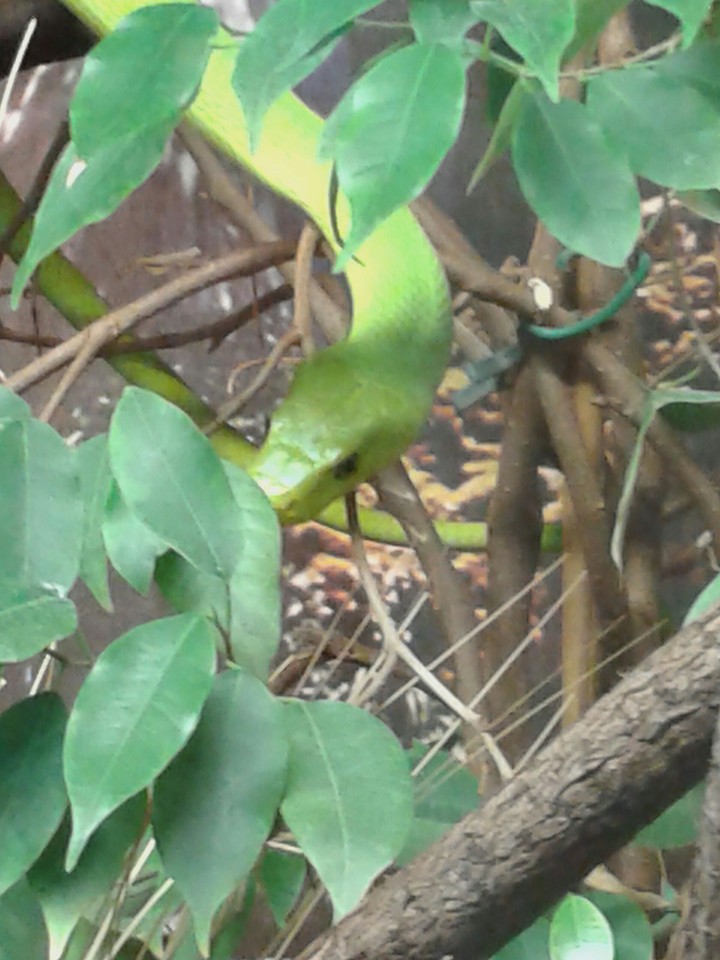 Snake