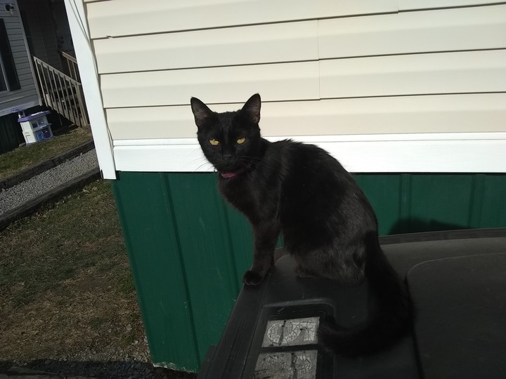 my cat