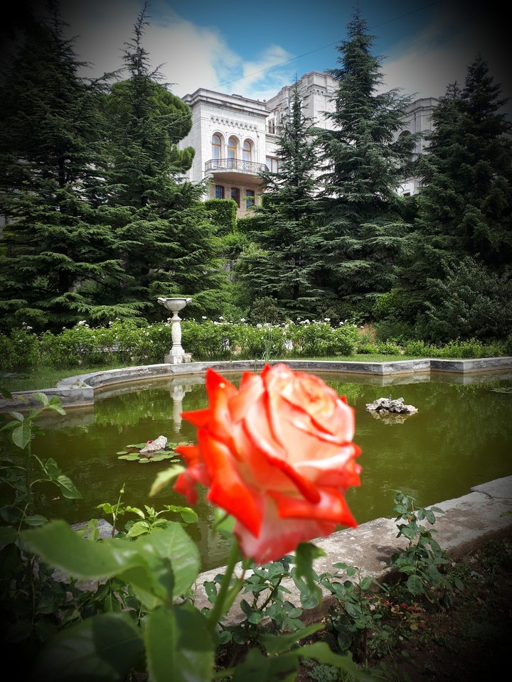 Роза