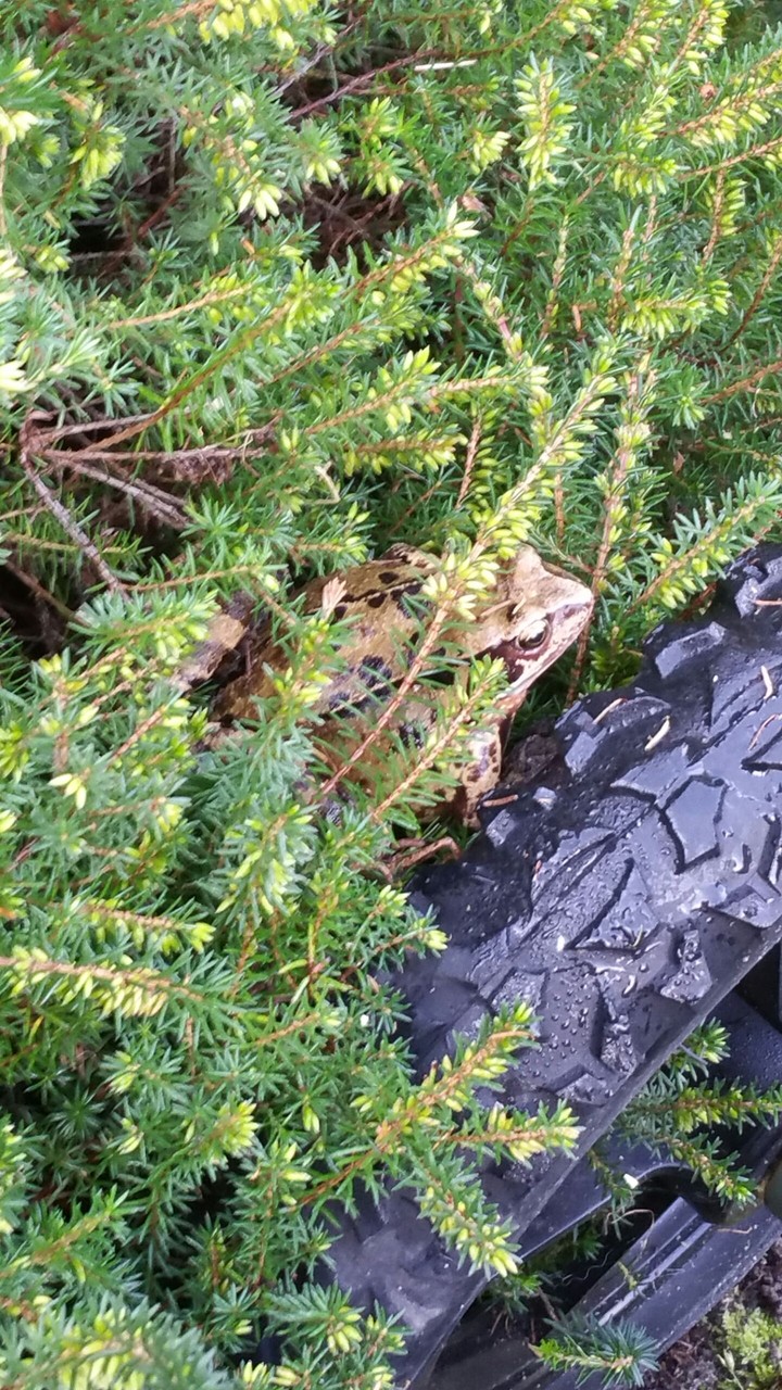 Toad in my garden