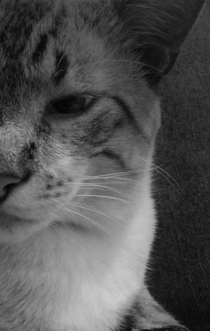 Cat Selfie