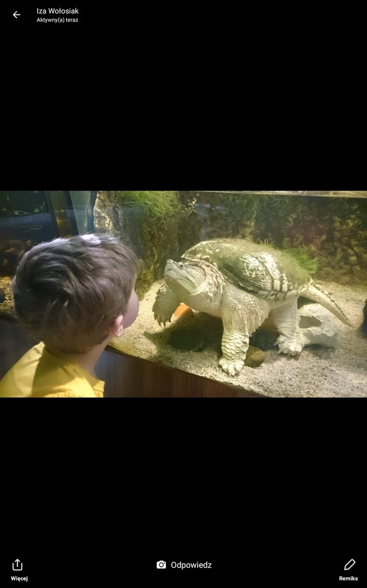 żółw