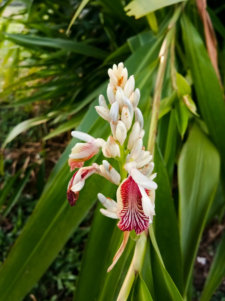flower beauty