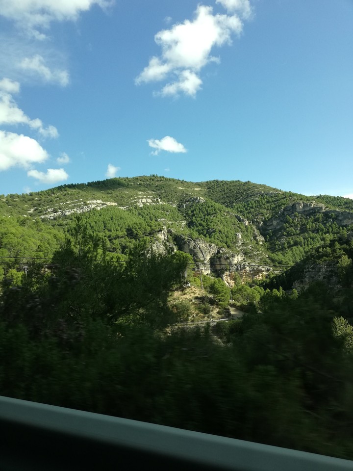 Forest in spain