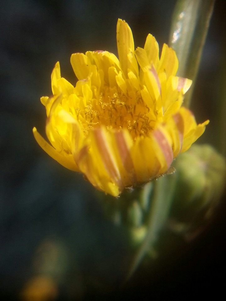 Flower.