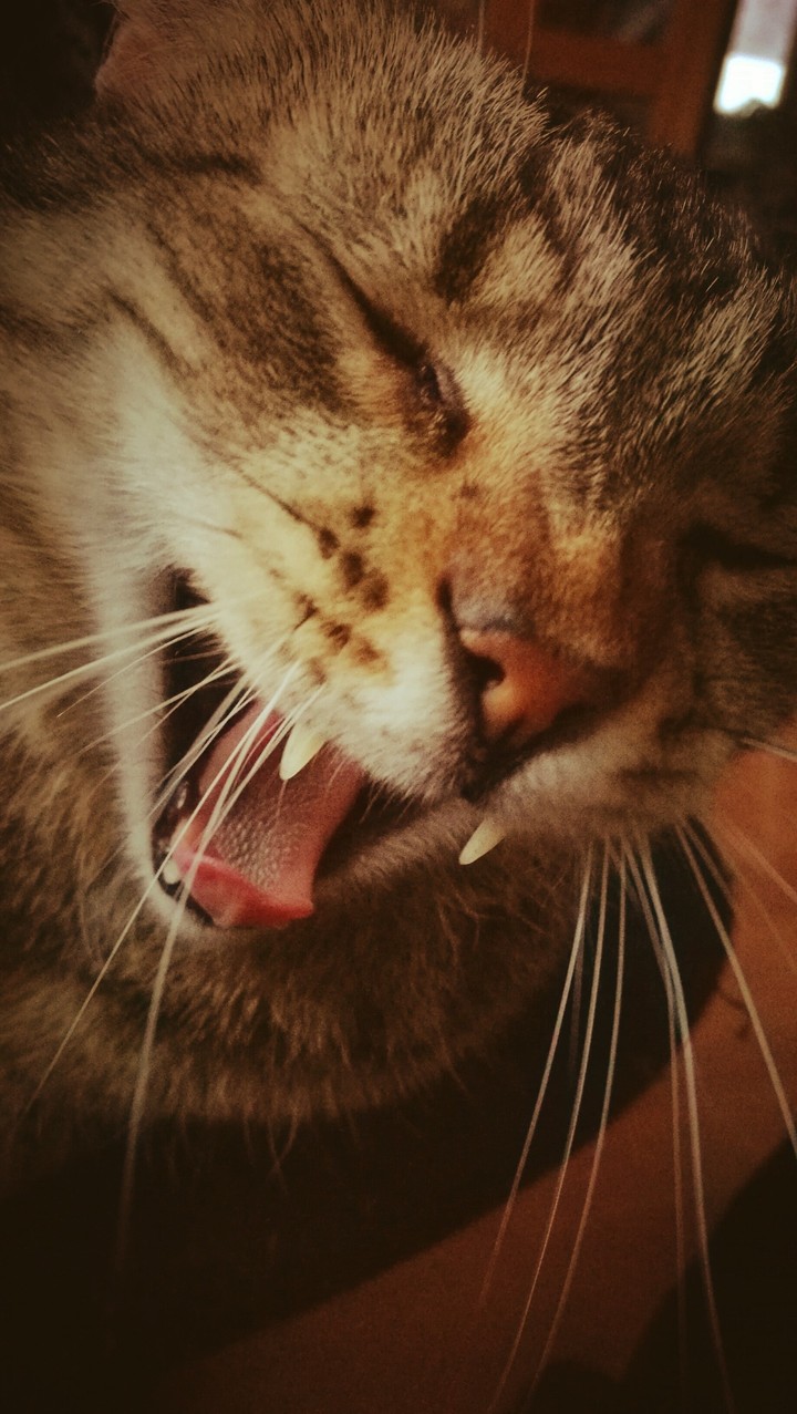 yawning