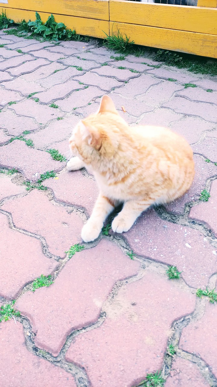 고양이cat2