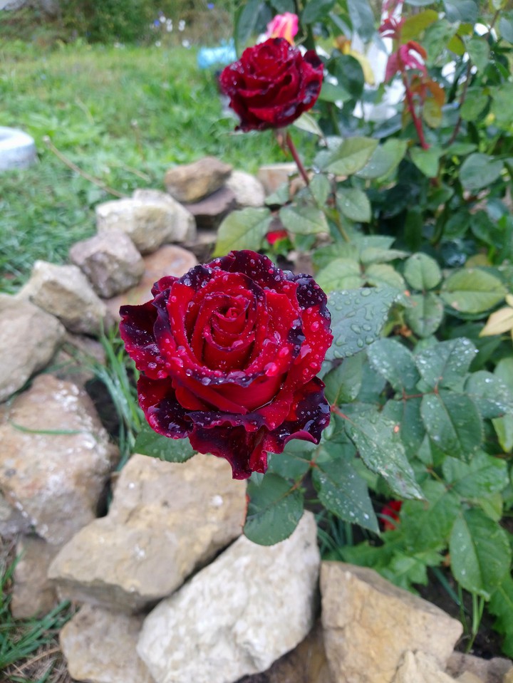 роза