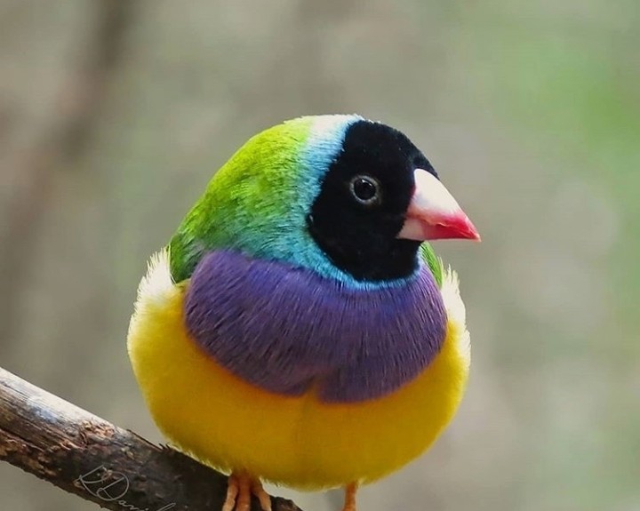 Bird