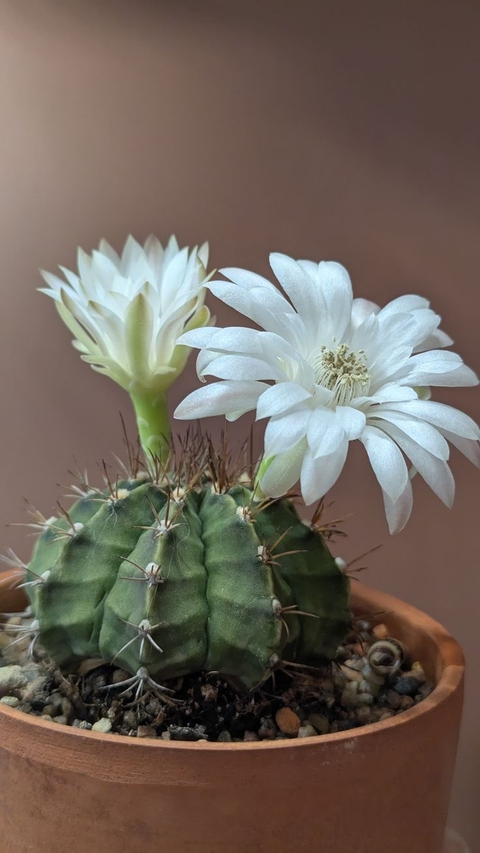 sfondi flowerpot, caryophyllales