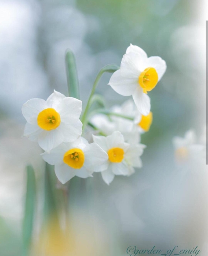 flower narcis