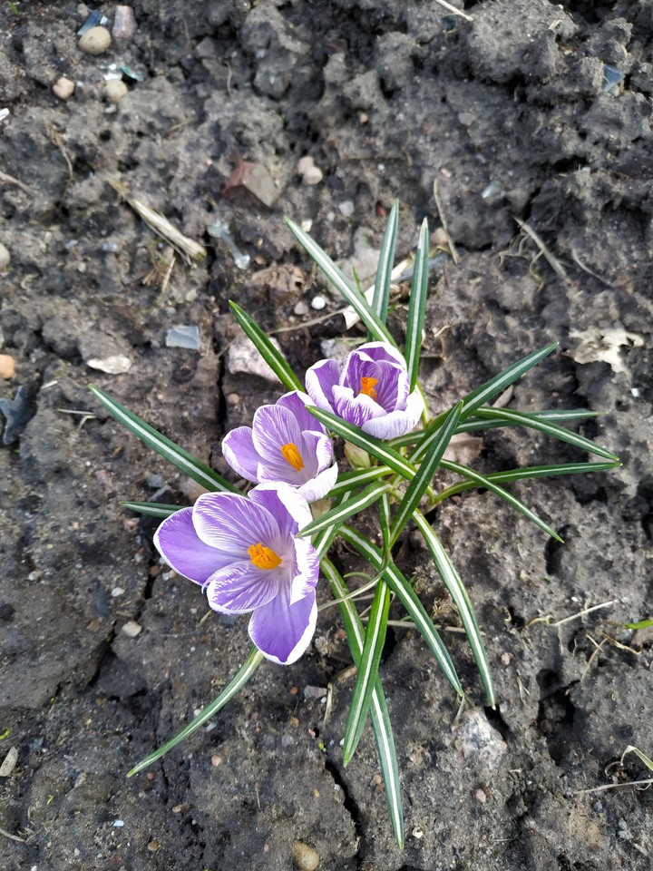 Spring