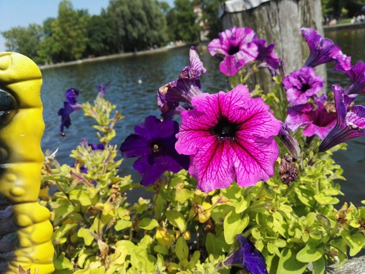 Pink Flower