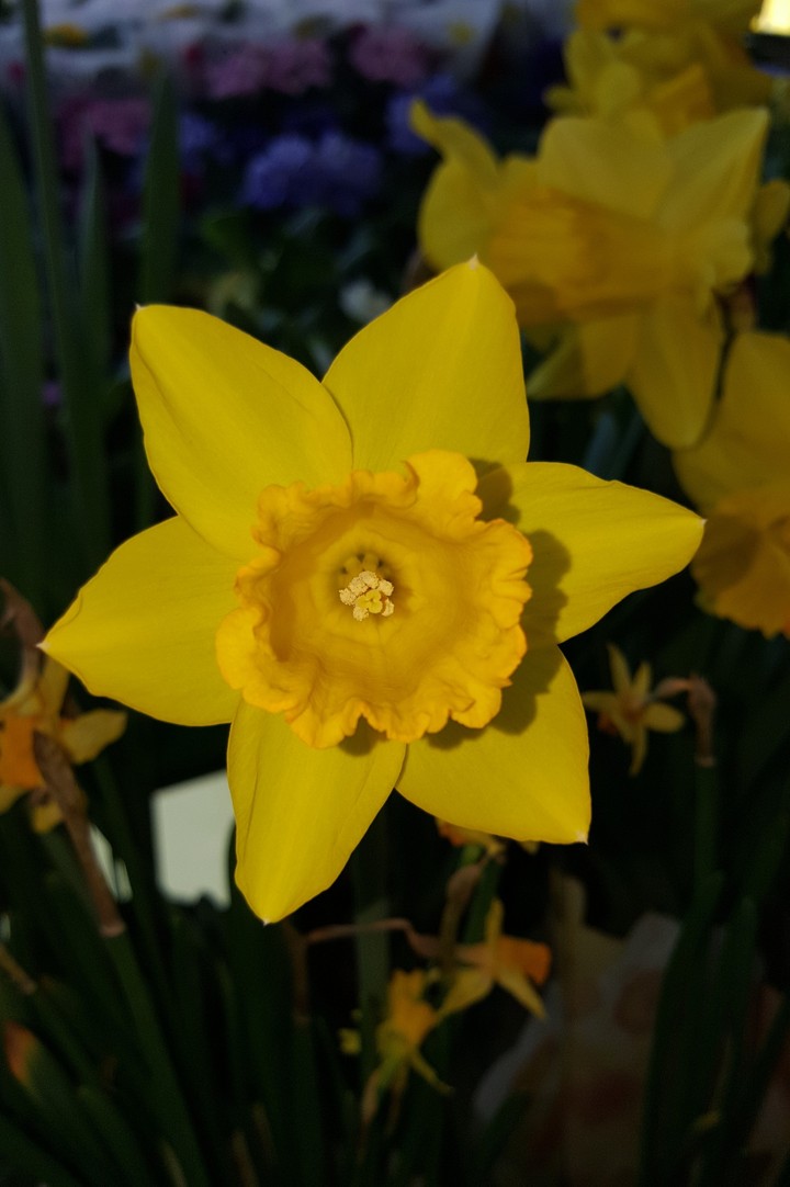 yellow flower