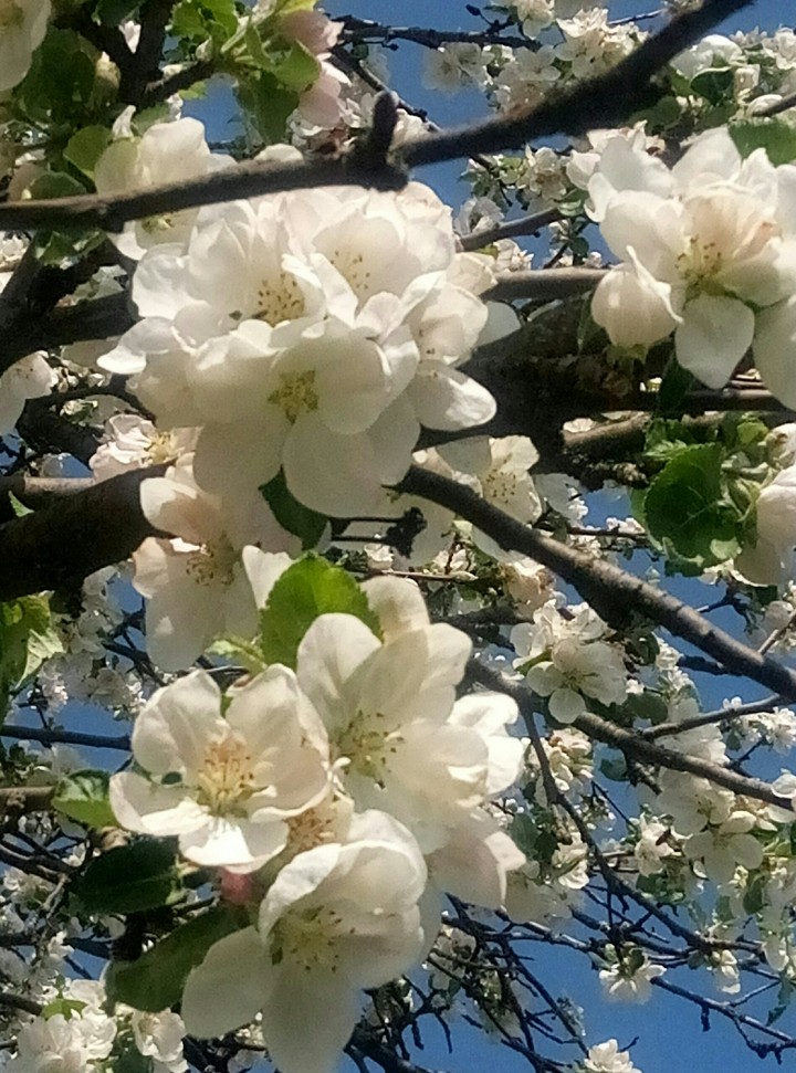blossom