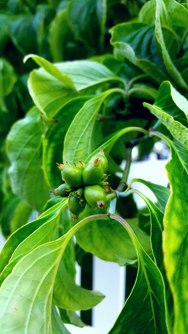 plant