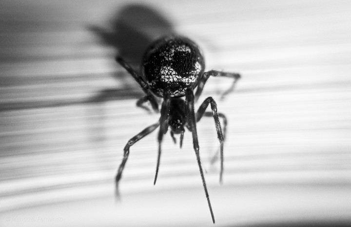 spider