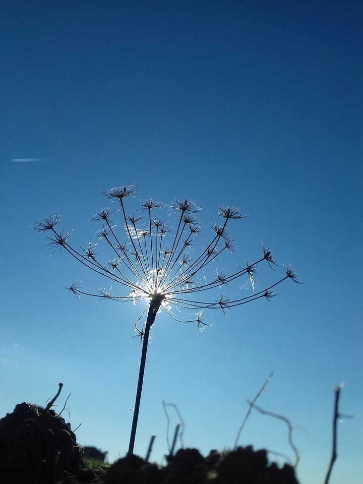 Nature is amaizing.