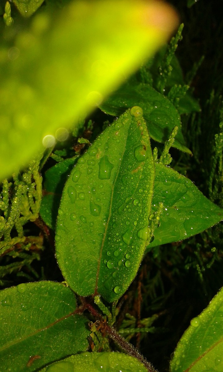 Natural photo