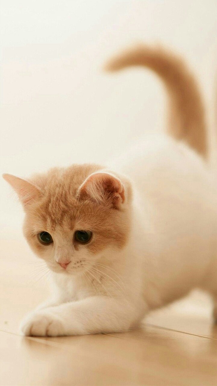 котик